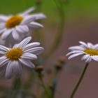 Simply marguerites...