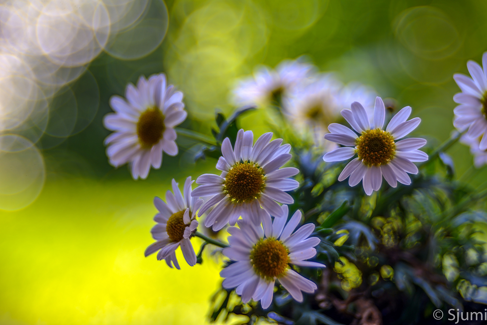 Simply marguerites...