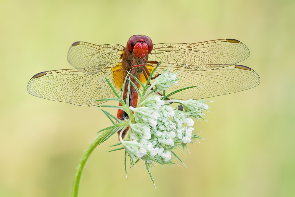 ~ Simply Red ~