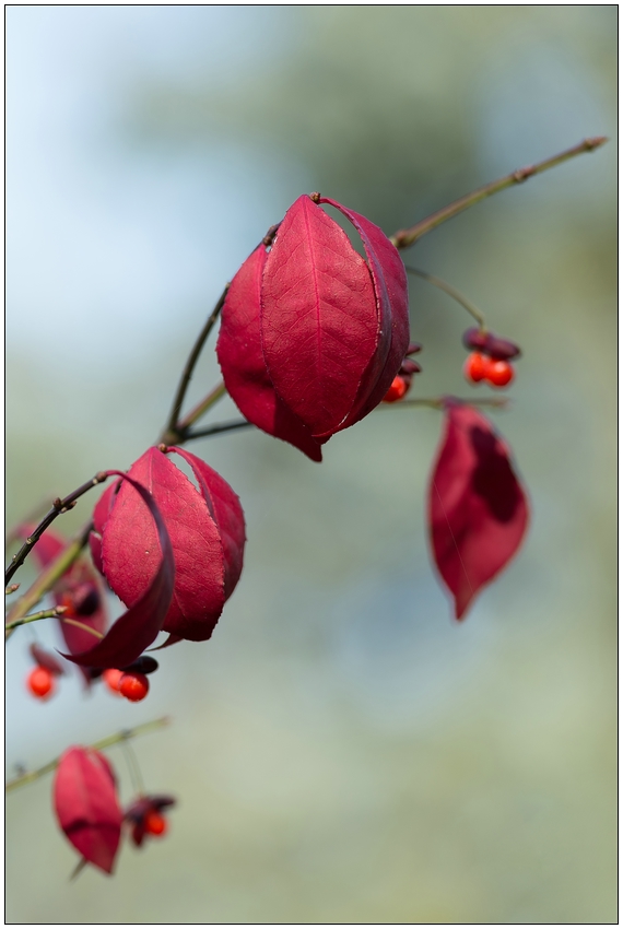 Simply red