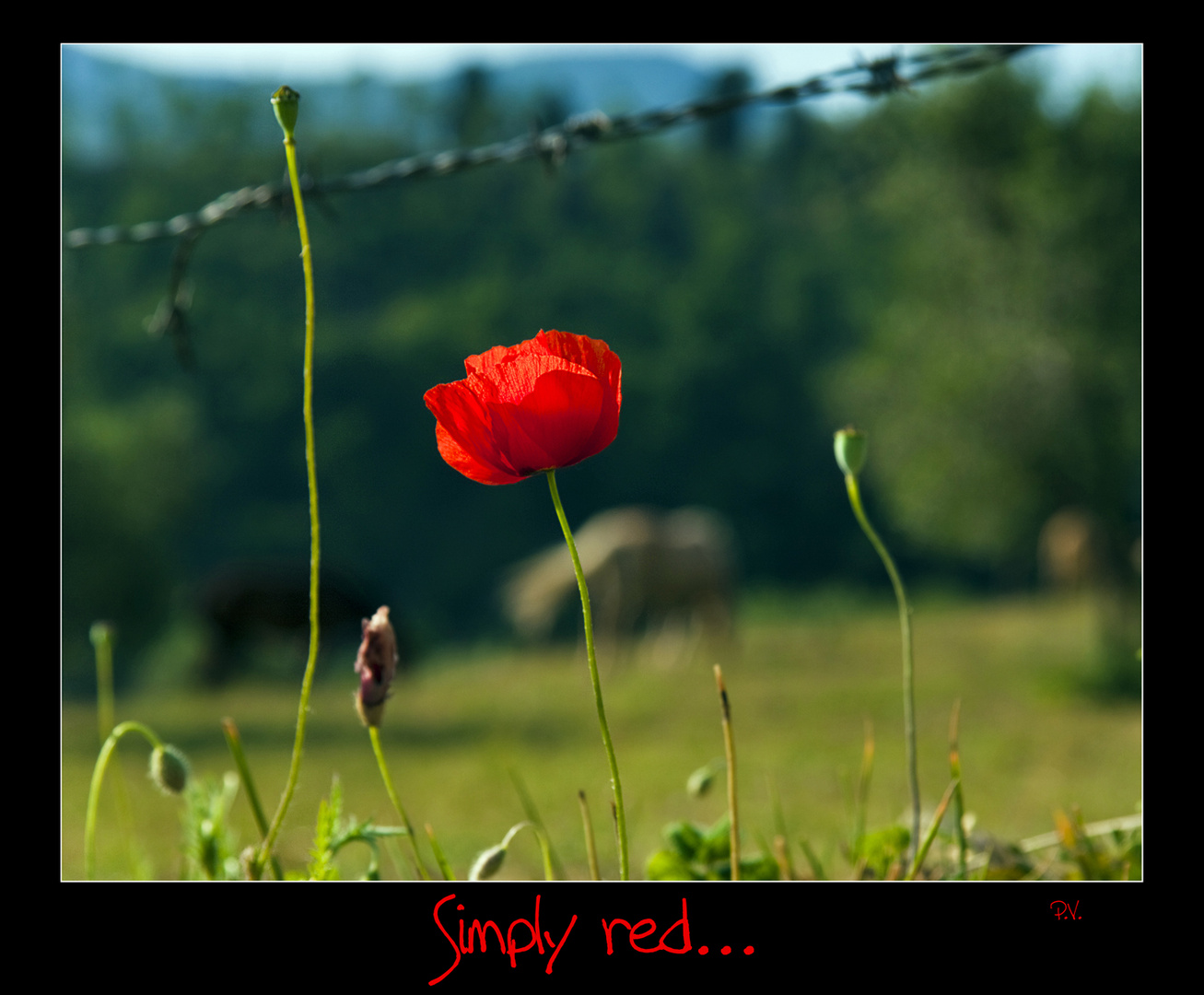 Simply red...