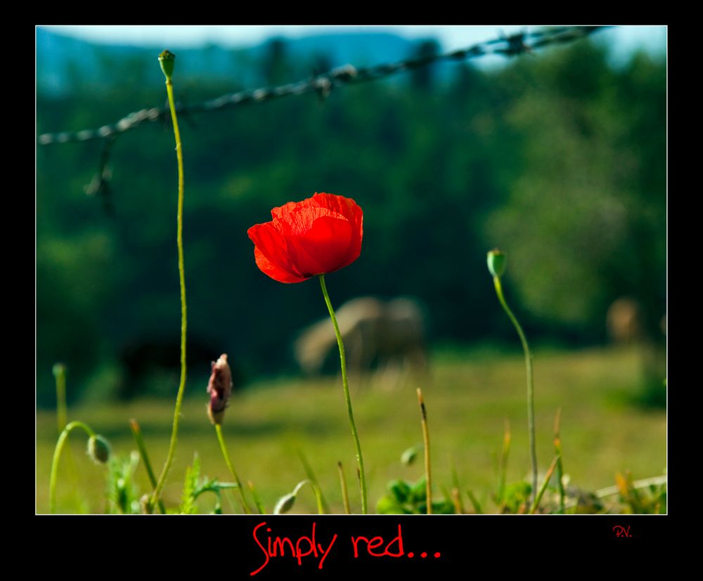 Simply red...