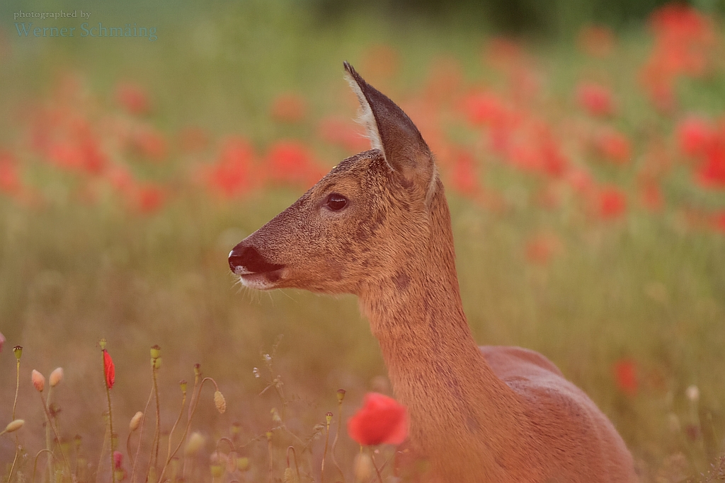 Simply red ...