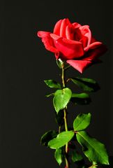 simply rose