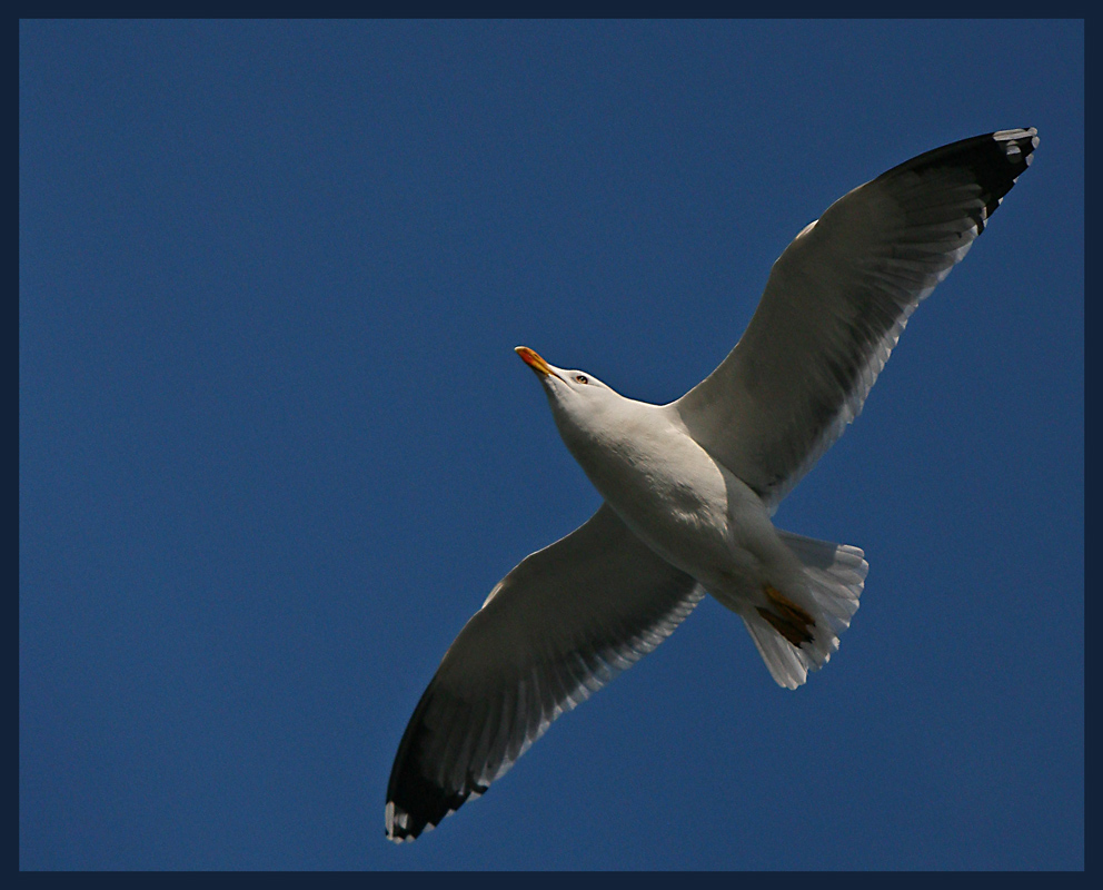 simply seagull