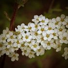 Simply white flowers....