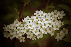 Simply white flowers....