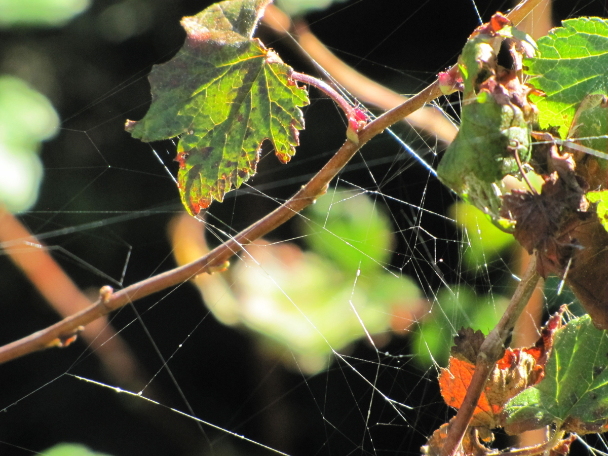 SIN ARAÑA