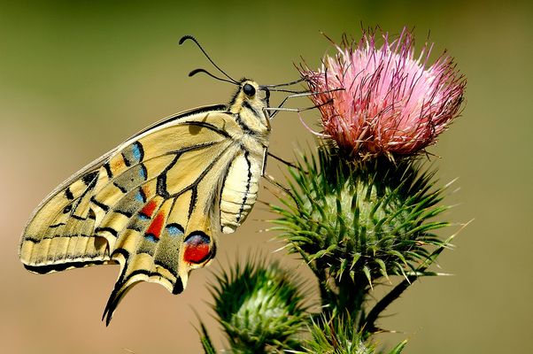 Sin ellas no habría primavera