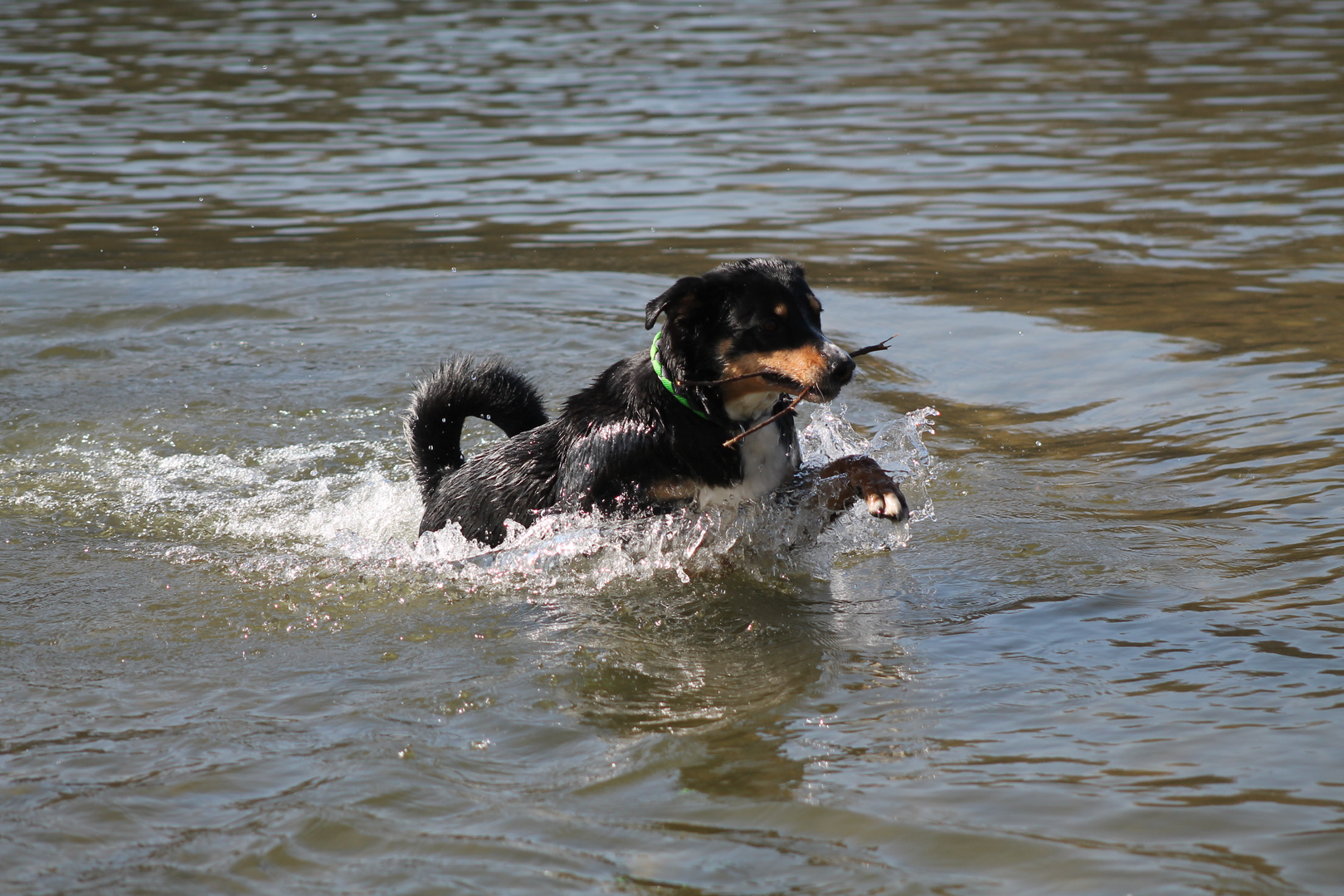 _SiNa_ Appenzeller Sennenhund im Wasser