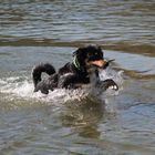 _SiNa_ Appenzeller Sennenhund im Wasser