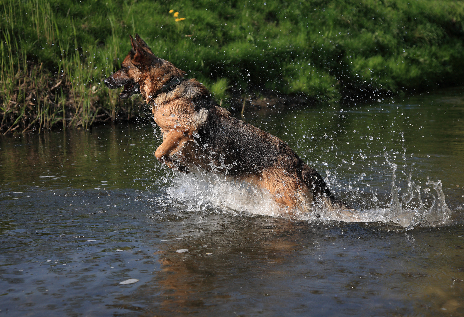 Sina, eine sportliche ältere Dame Foto & Bild tiere, haustiere, hunde