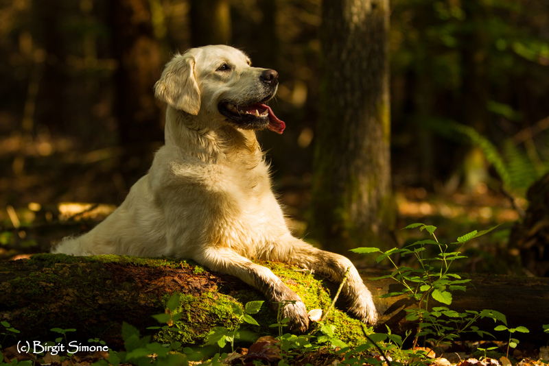 Sina im tiefen Wald!!