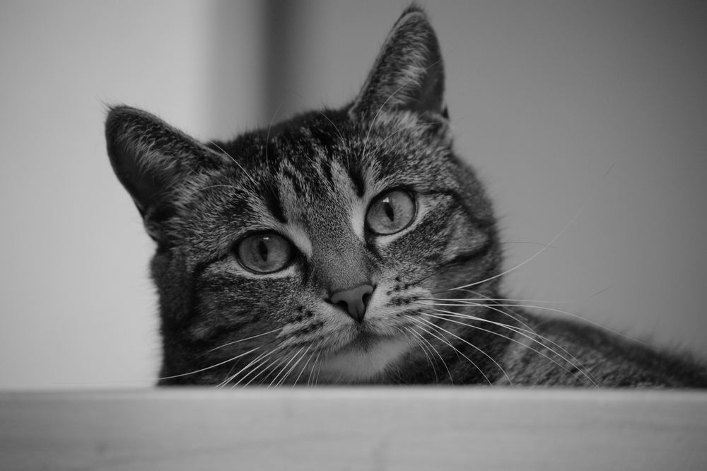 Sina mal in schwarz weiß Foto &amp; Bild tiere, haustiere, katzen Bilder