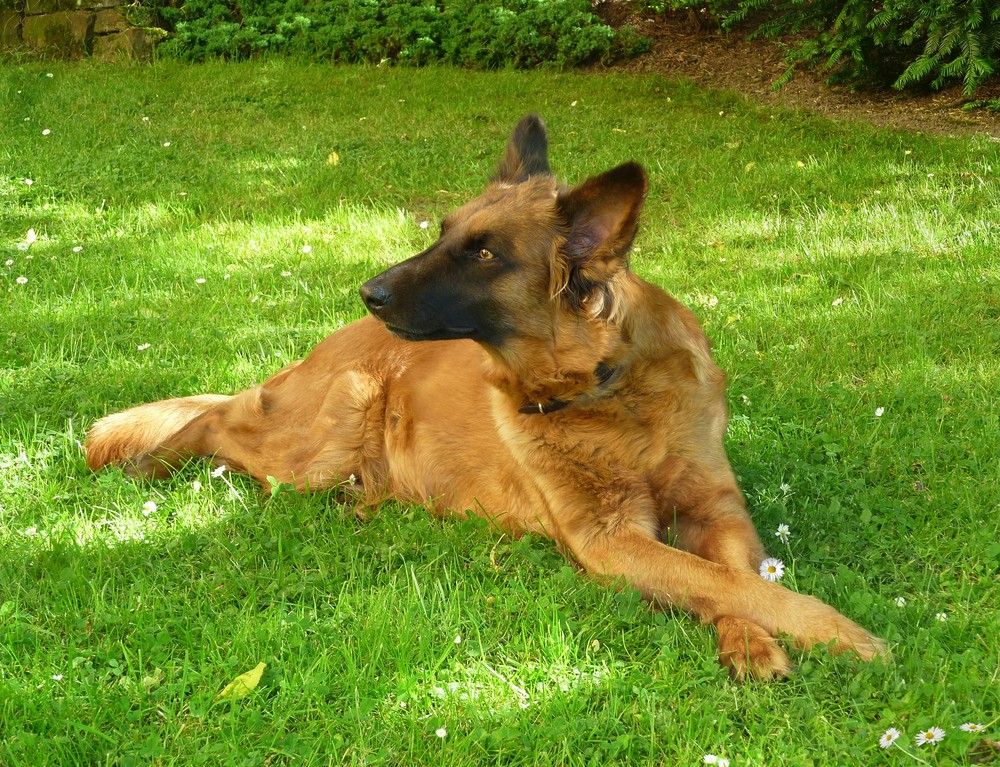 Sina mit Gänseblümchen