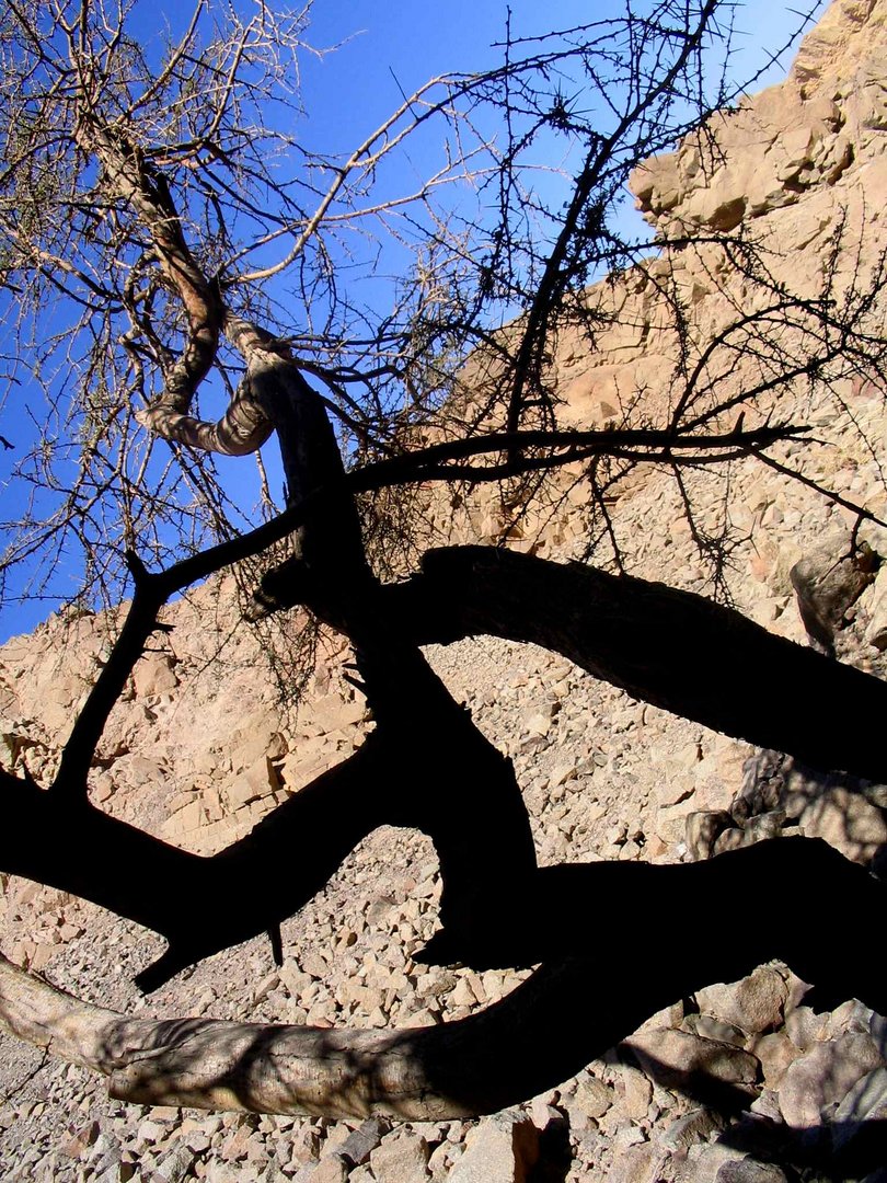 Sinai desert tree