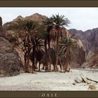 Sinai-Oase