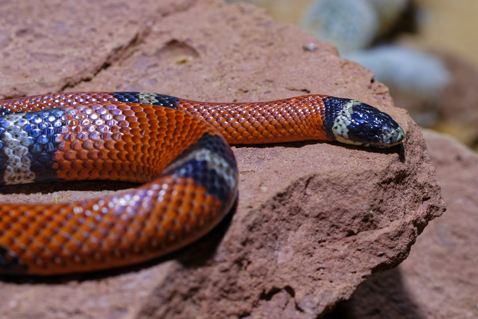 SinaloaDreiecksnatter Foto & Bild tiere, zoo, wildpark & falknerei