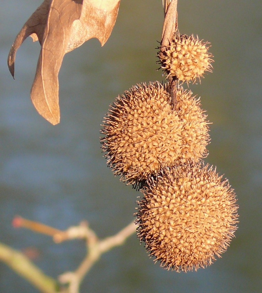 Sind das die "Drei Haselnüsse für Aschenbrödel"?