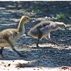 Sind das Mamas Spuren ?