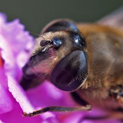 Sind das Parasiten im Gesicht der Wildbiene?