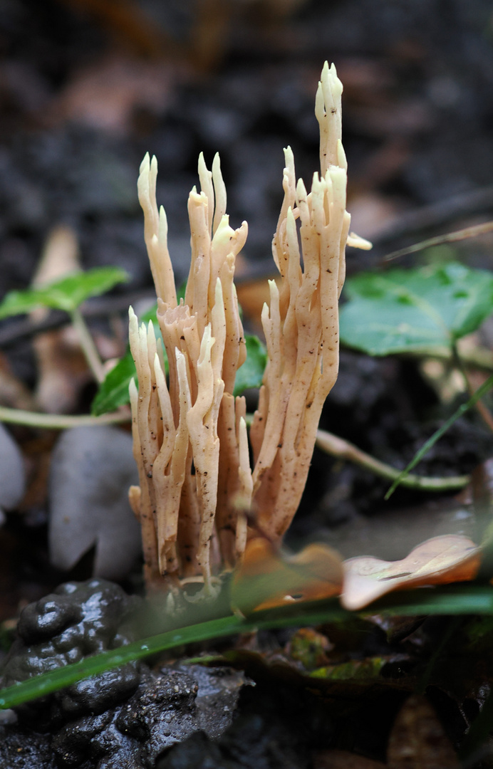 Sind das so Korallen Pilze ? 