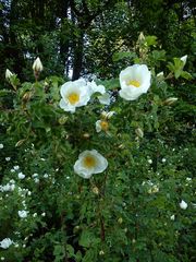 sind die Blumen nicht schön???