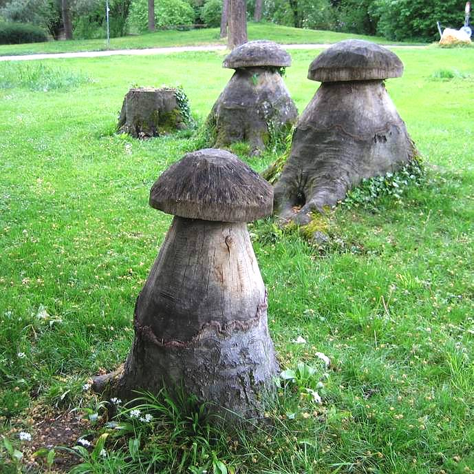 Sind diese Pilze giftig?