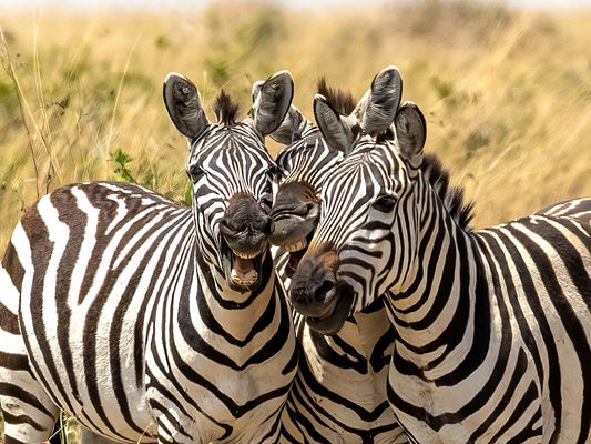 "...sind diese Touris nicht witzig?....