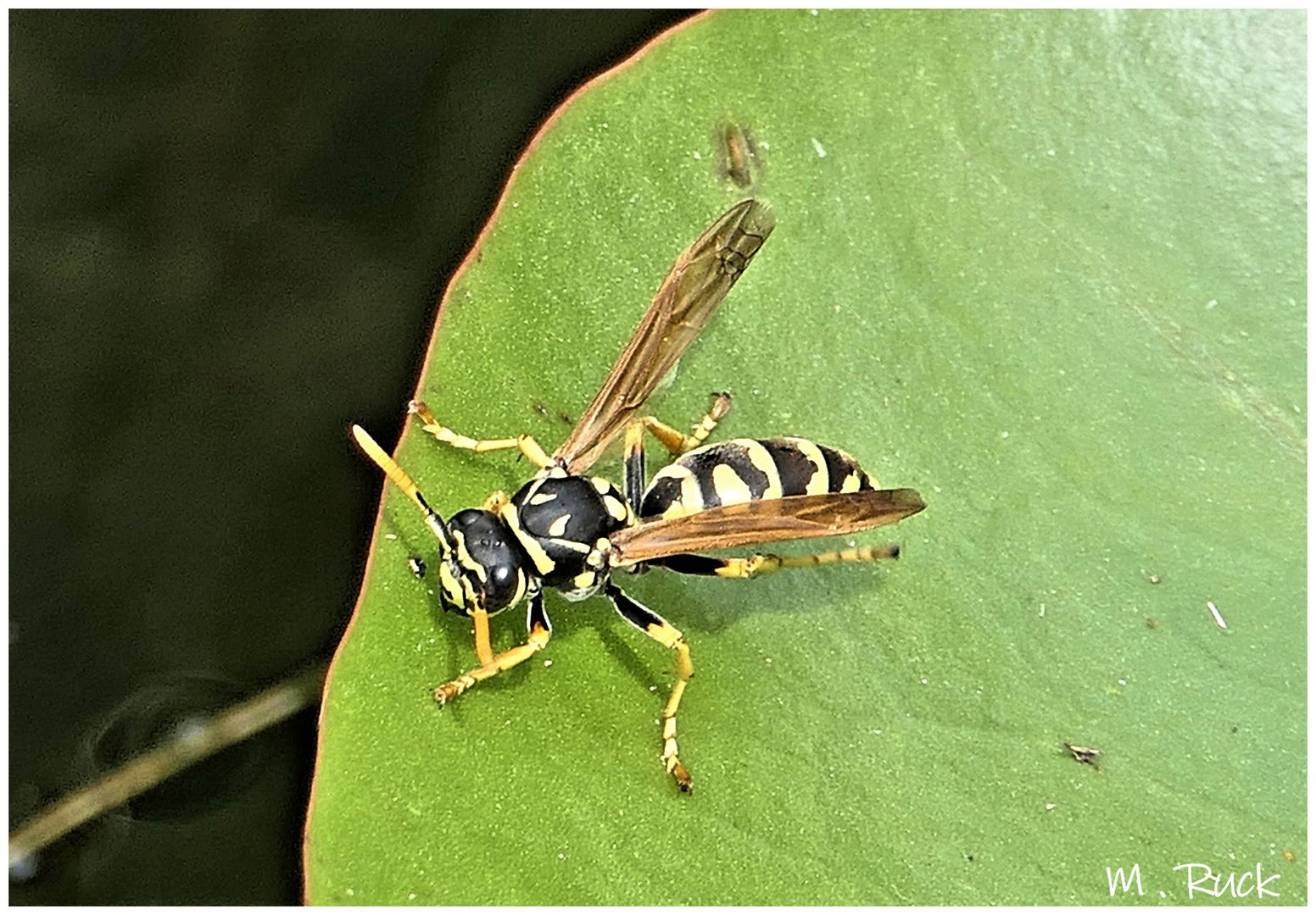 Sind es nicht wunderbare Geschöpfe der Natur  !