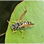 Sind es nicht wunderbare Geschöpfe der Natur  !