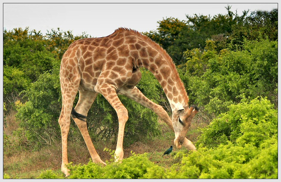 Sind Giraffen doch keine Vegetarier ?