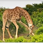 Sind Giraffen doch keine Vegetarier ?