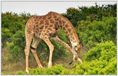 Sind Giraffen doch keine Vegetarier ?