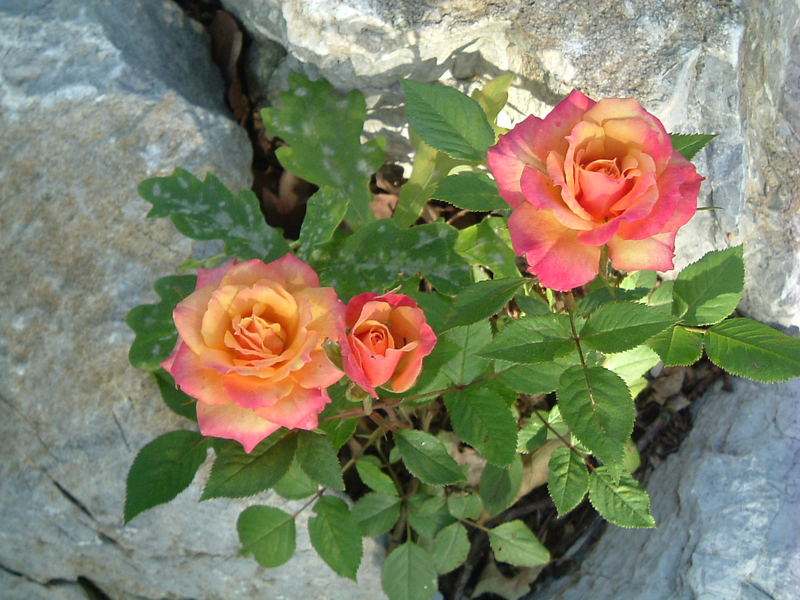 Sind halt rosen.. aus dem eigenen Garten