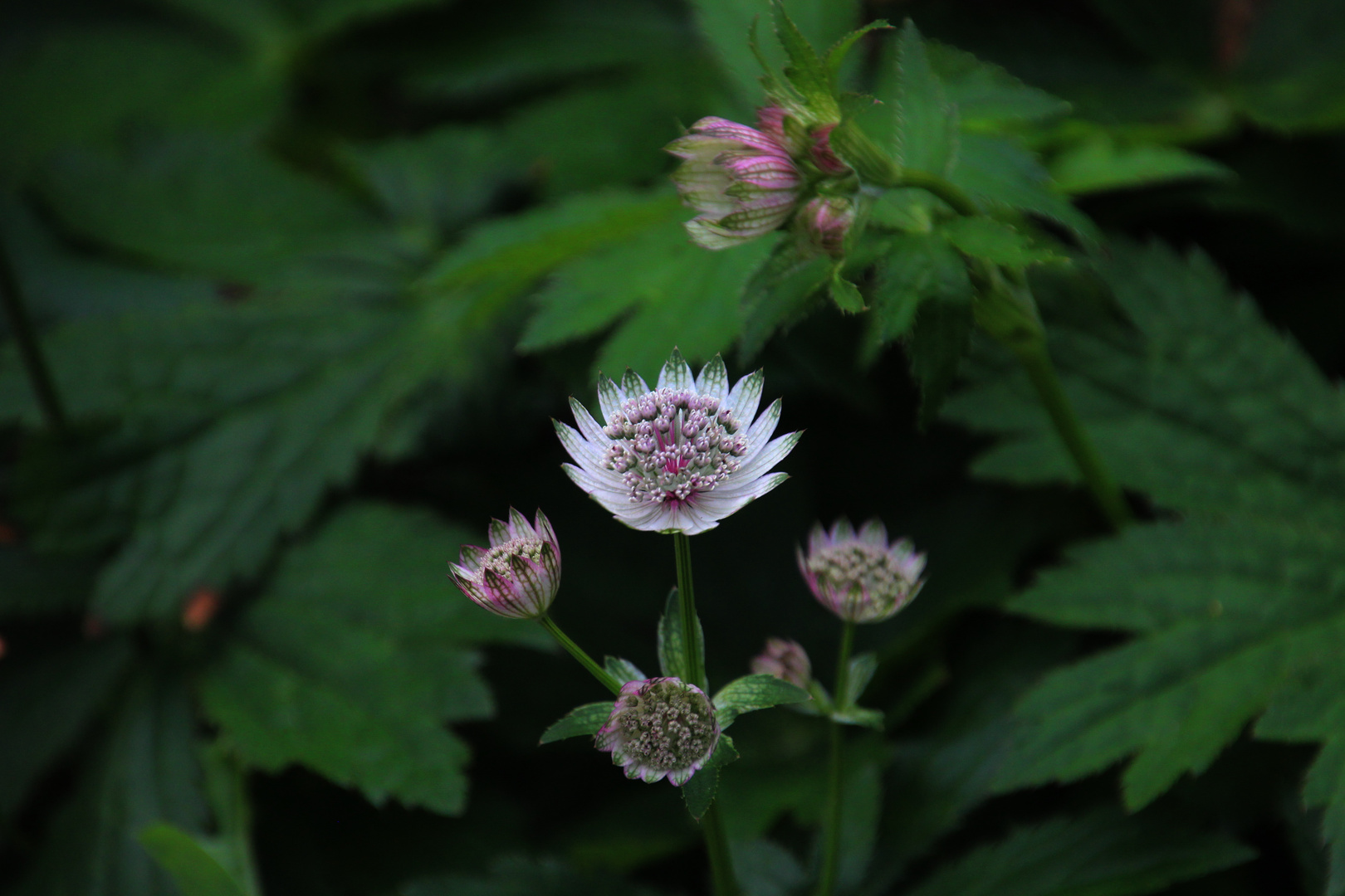 sind noch einige Blüten zu erwarten