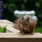 Sind noch Sonnenblumenkerne da?