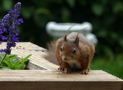 Sind noch Sonnenblumenkerne da?