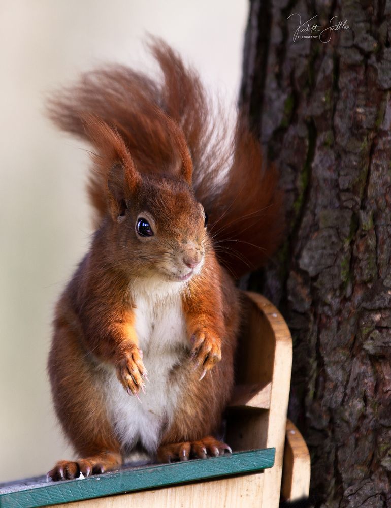 Sind sehr niedlich Foto & Bild | tier, natur Bilder auf fotocommunity