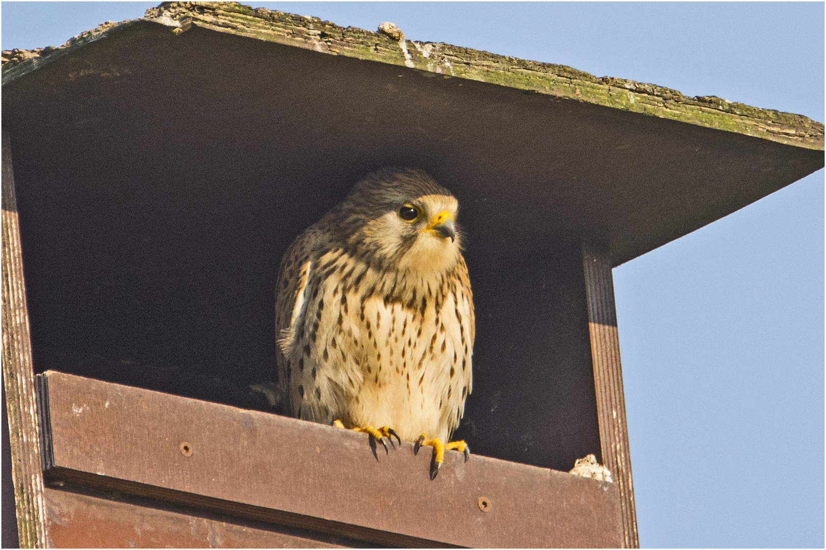 Sind sie wieder eingezogen, die Turmfalken (Falco tinnunculus)?