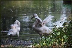 Sind so kleine Flügel............