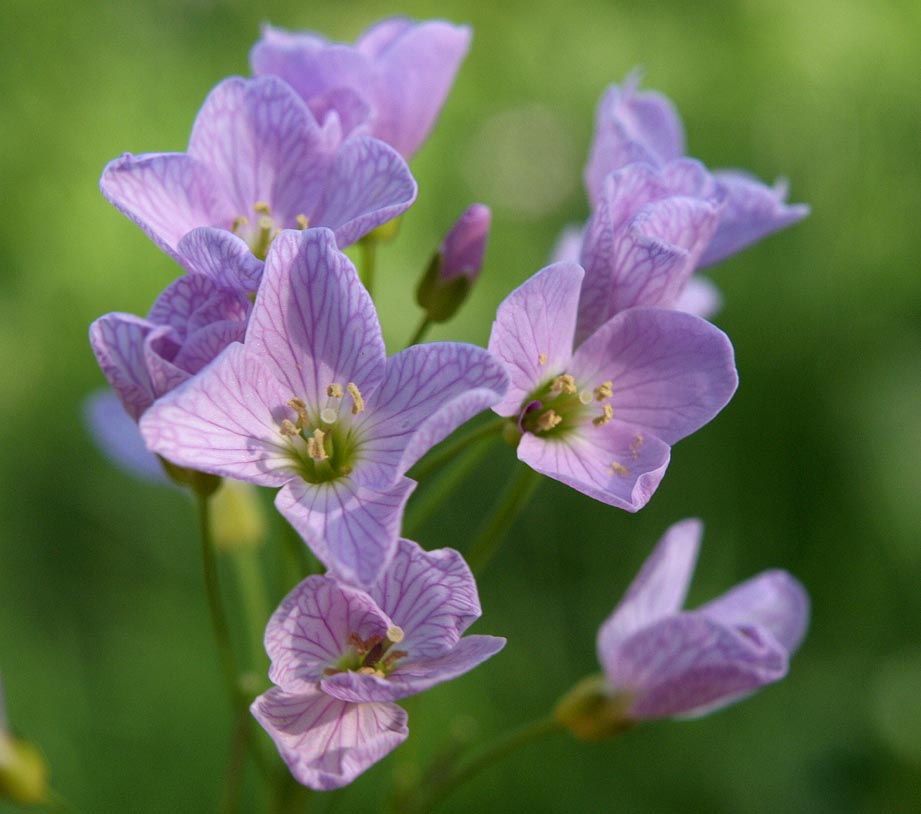 Sind so zarte Blüten...