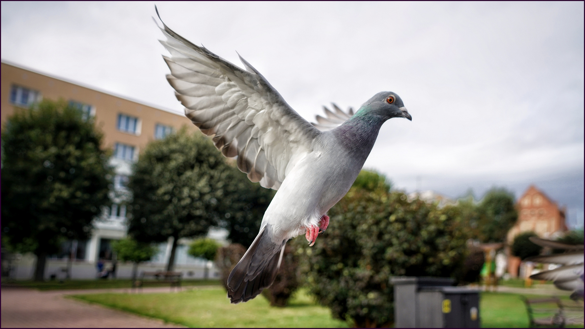 .... sind Tauben eigentlich Singvögel ....?