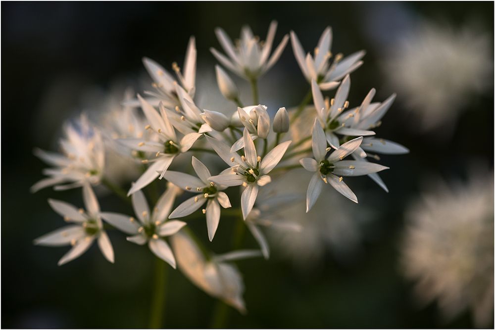 sind wildpflanzen im garten noch wildpflanzen? Foto &amp; Bild