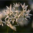 sind wildpflanzen im garten noch wildpflanzen?