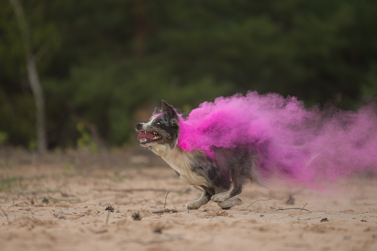 sind wir nicht alle ein bißchen bluna? Foto &amp; Bild | tiere, haustiere ...