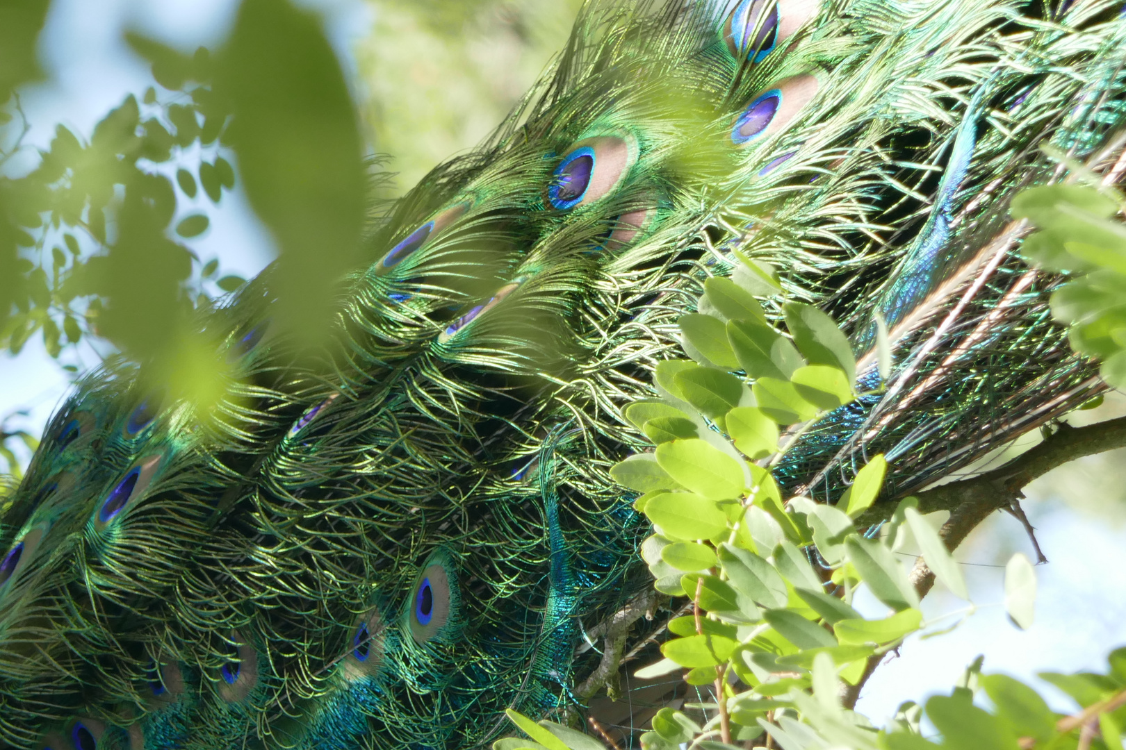 Sind wir nicht alle ein bisschen Pfau?