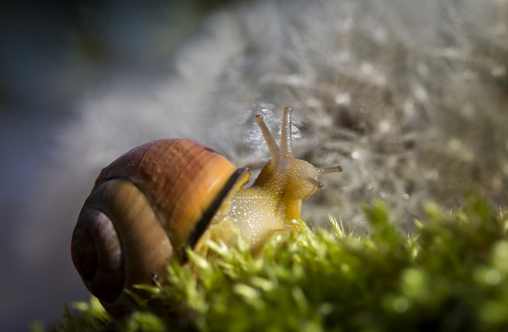 Sind wir nicht alle ein bisschen............Schnecke?!