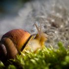 Sind wir nicht alle ein bisschen............Schnecke?!