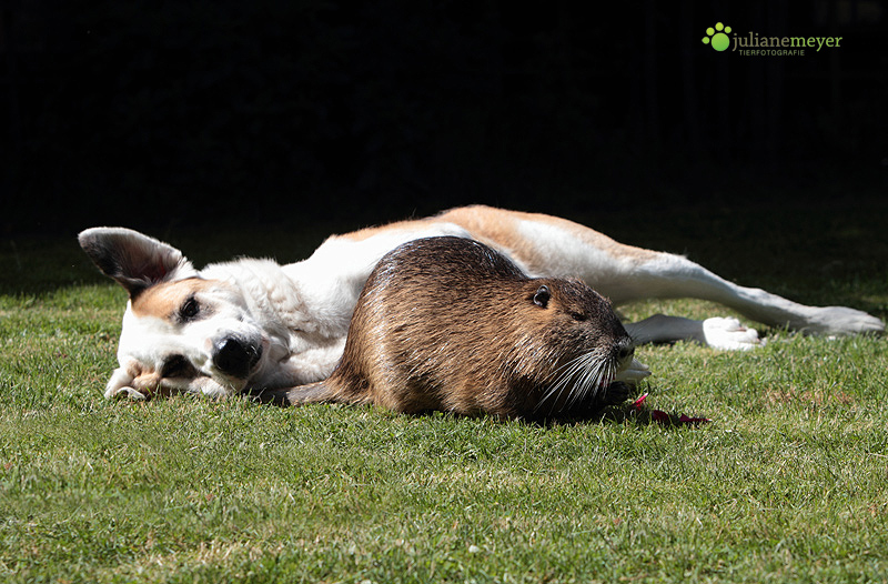 Sind wir nicht alle ein wenig Frieda..... Foto &amp; Bild | tiere ...